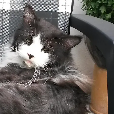 Daire Skelstrupgaard *