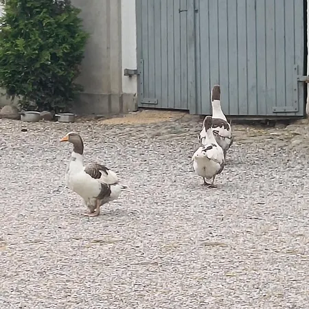 Daire Skelstrupgaard *