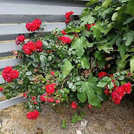 Skelstrupgaard * Maribo