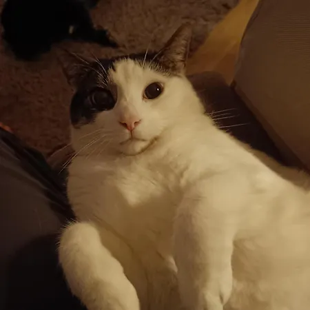 Daire Skelstrupgaard *