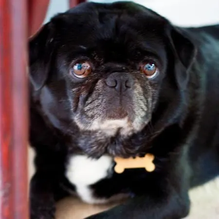 Skelstrupgaard Daire