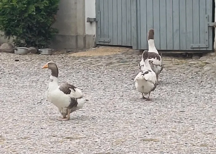 דירה Skelstrupgaard *