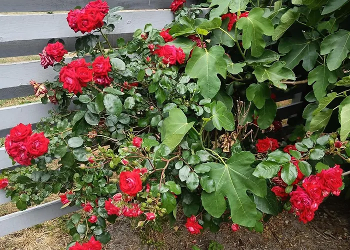 Skelstrupgaard * מריבו